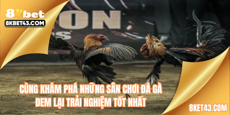 Cùng khám phá những sân chơi đá gà đem lại trải nghiệm tốt nhất
