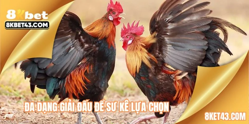 Đa dạng giải đấu để sư kê lựa chọn