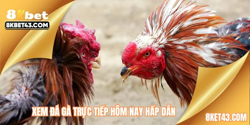 Xem đá gà trực tiếp hôm nay hấp dẫn