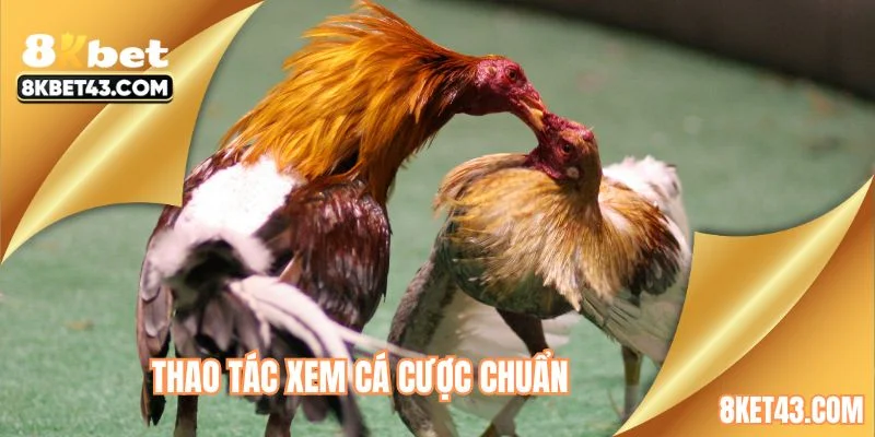 Thao tác xem cá cược chuẩn