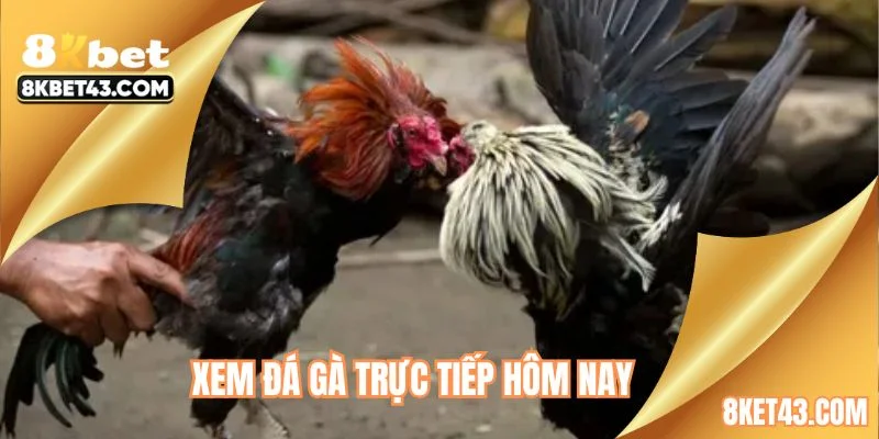 xem đá gà trực tiếp hôm nay
